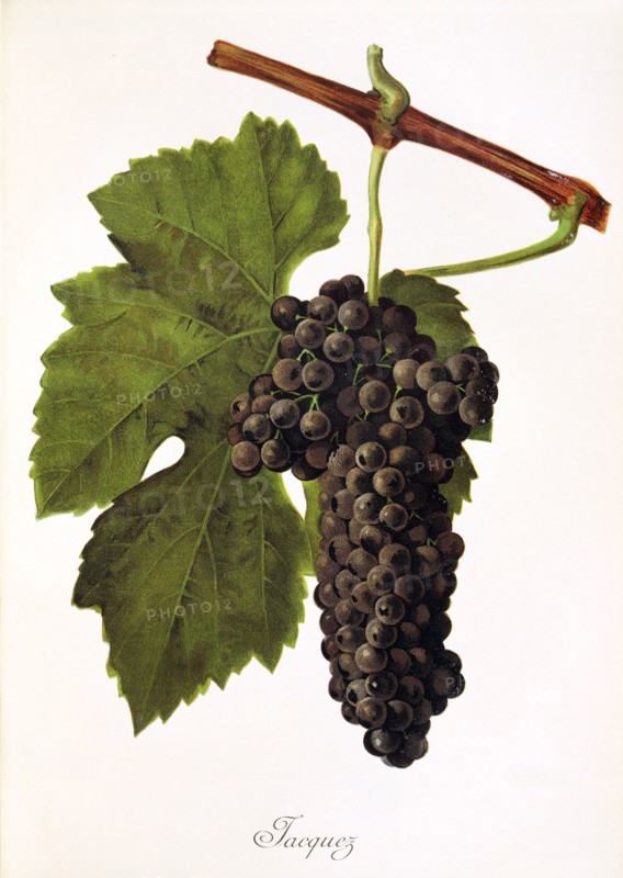 Ampelograhie. grape variety science. oenology. viticulture. grape. vine. Jacquez grape. digitally enhanced reproduction of a model by Jules Tronca (1855 to 1915). historical