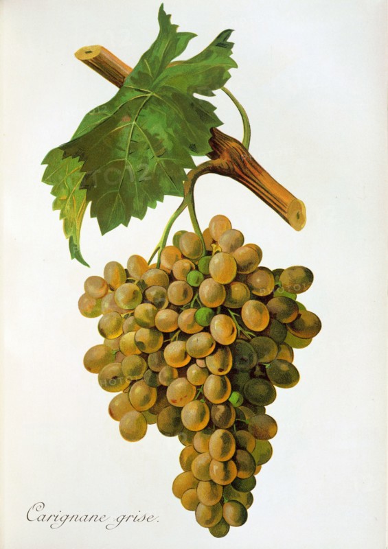 Ampelograhie. grape variety science. oenology. viticulture. grape. vine. Carignane Grise grape. digitally enhanced reproduction of a model by Jules Tronca (1855 to 1915). historical