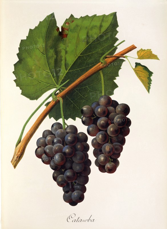 Ampelograhie. grape variety science. oenology. viticulture. grape. grapevine. Catawba grape. digitally enhanced reproduction of a model by Jules Tronca (1855 to 1915). historical