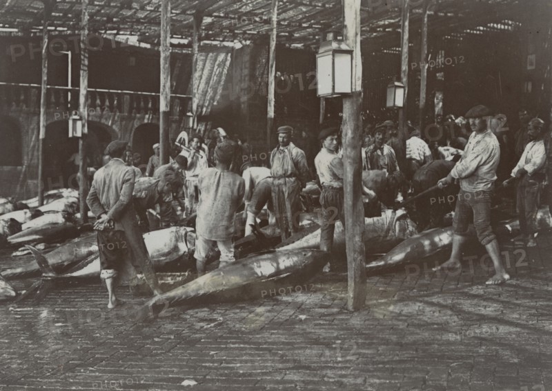 Tuna gutted after the Acireale slaughter