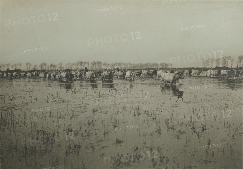 Pontine Marshes