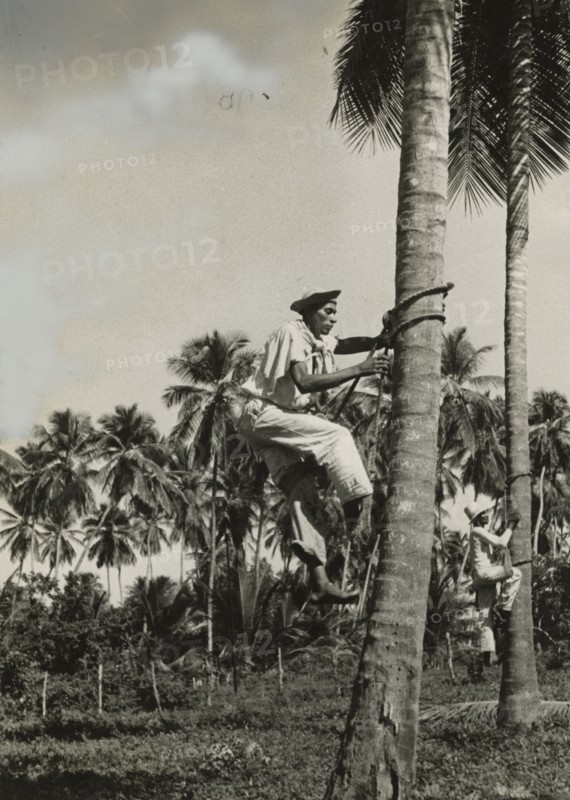 Indigenous people climb palm trees in Venezuela. 
	
		1940-1950?