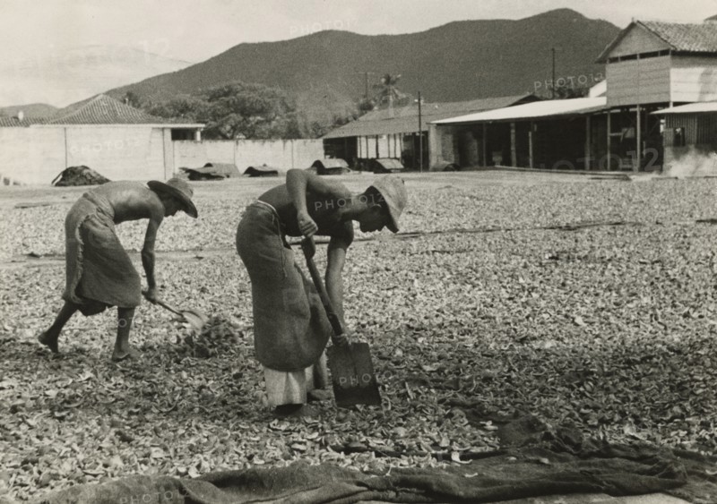 Drying coconuts in Venezuela. ca. 1930