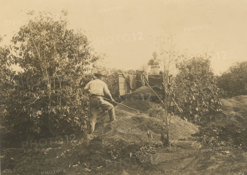Coffee harvest in Brazil. 
	
		1910-1940