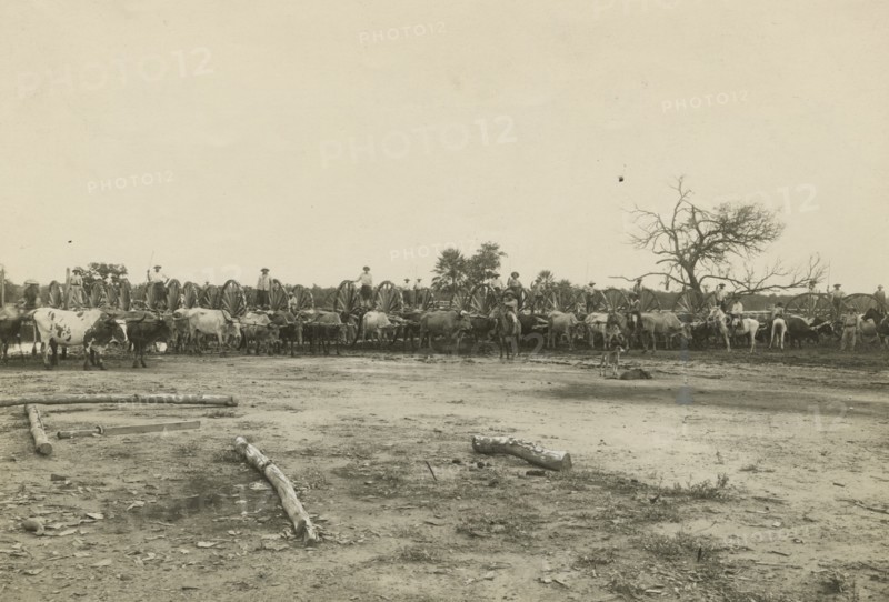 Log wagons in Paraguay. 
	
		1910-1940