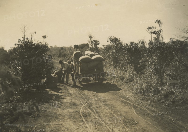 Coffee harvest in Brazil. 1910-1940