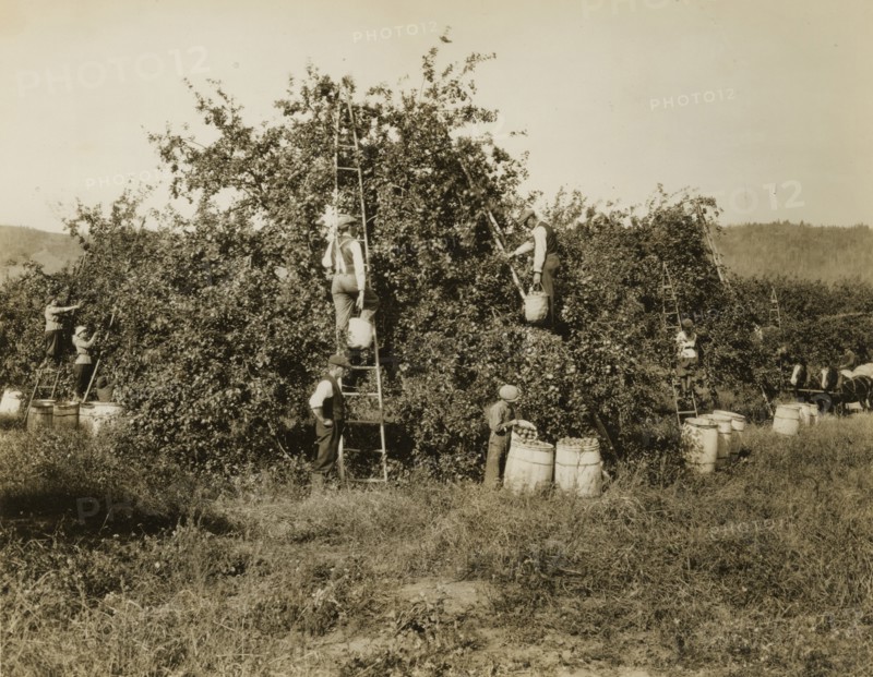 Apple picking in the Annapolis Valley in Nova Scotia: Canada. ca. 1920