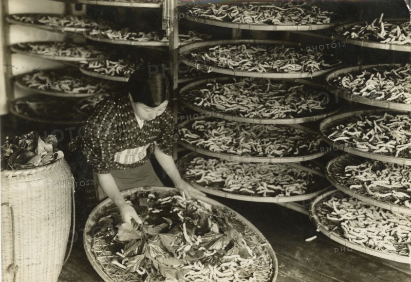 Silkworm breeding in Japan.