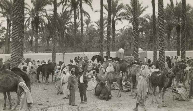 Libyan shepherds with dromedaries. 
	
		1931