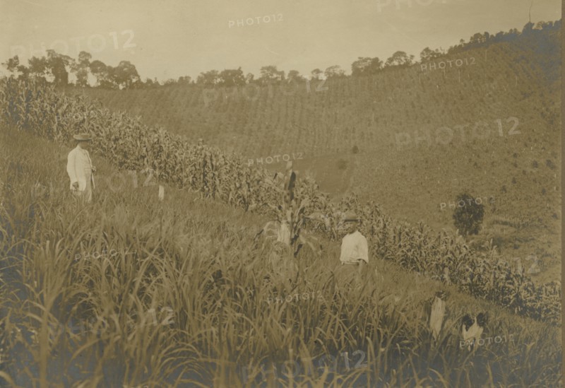 Nucleo Inconfidentes: Arrozal em spigão the lot of an Italian settler. 
	
		1922