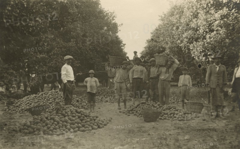 Argentine farm workers at work in an orchard. 
	
		1930