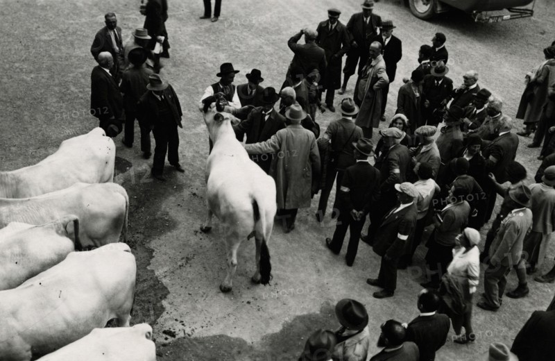 Visit to the Agricultural Institute of Cesena. 
	
		1931