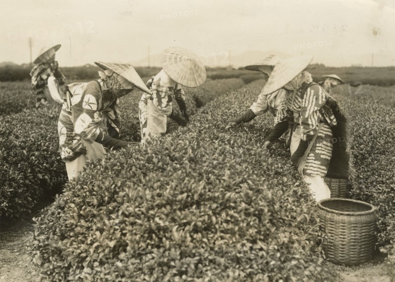 Tea picking around Tokyo. 
	
		1940-1960