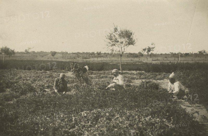 Forage harvesting carried out by indigenous people in the Experimental Institute. 
	
		1924-1943