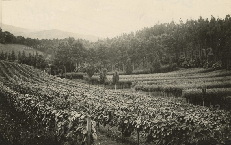Vineyards, pear trees, eucalyptus trees, and casuarinas in Brazil. 1930