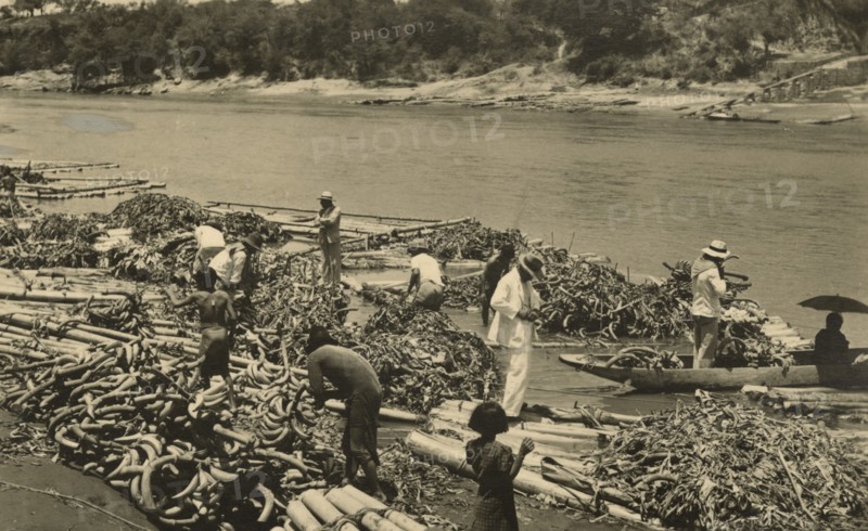 Banana market on the banks of the Magdalena River in Colombia. 1943