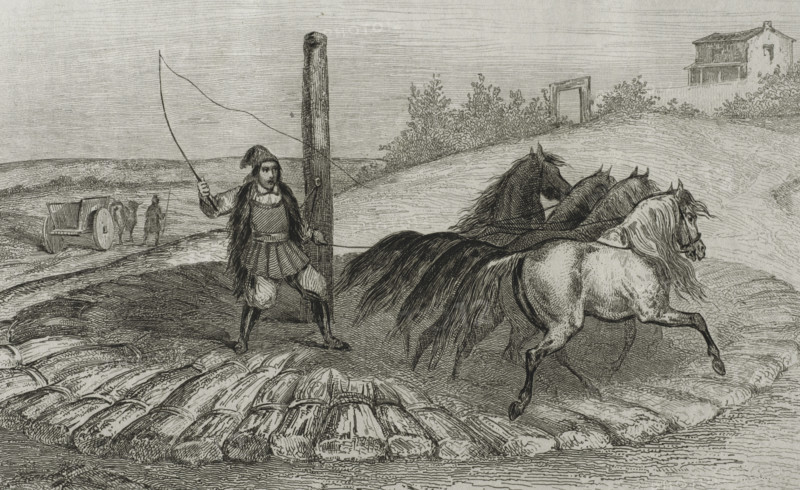 Sardinia. Threshing wheat. Engraving by Chaillot. Lemaitre direxit. History of Malta and Gozo, by Frederic Lacroix. Panorama Universal, Spanish edition, printed in Barcelona, 1850.