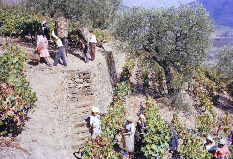 A series of images about port wine production in Portugal c 1960 -  people harvesting grapes on steep hillside terraces.