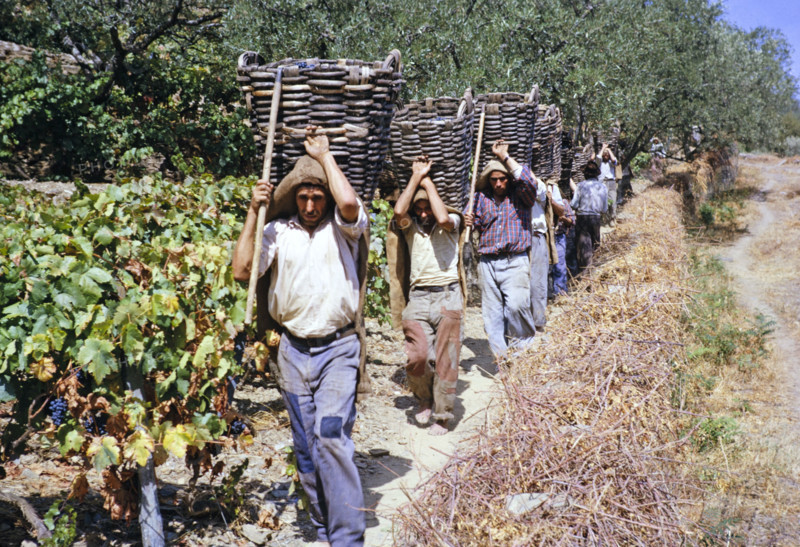 A series of images about port wine production in Portugal c 1960 - men carrying baskets of harvested grapes.