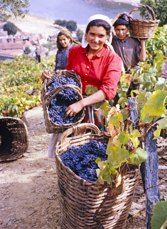 A series of images about port wine production in Portugal c 1960 -people harvesting grapes in baskets.