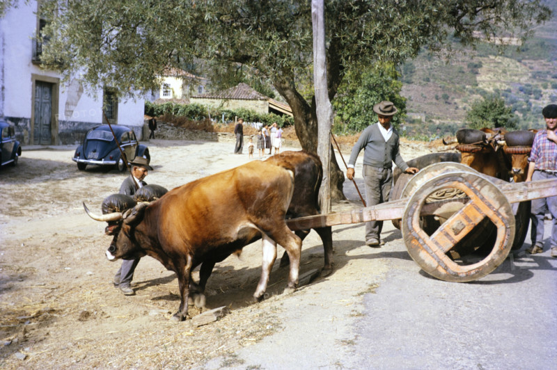 A series of images about port wine production in Portugal c 1960 - traditional ox cart.
