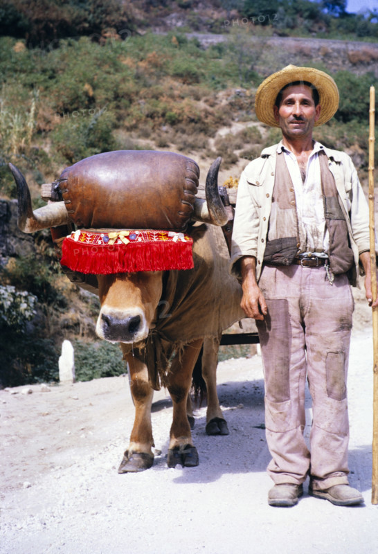 A series of images about port wine production in Portugal c 1960 - portrait of man standing next to traditional ox cart.