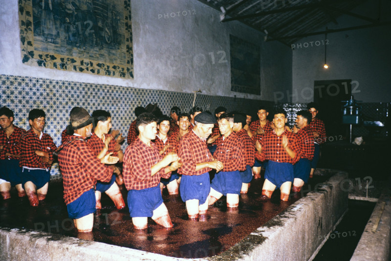 A series of images about port wine production in Portugal c 1960 - men in uniform of shorts and shirt treading grapes.