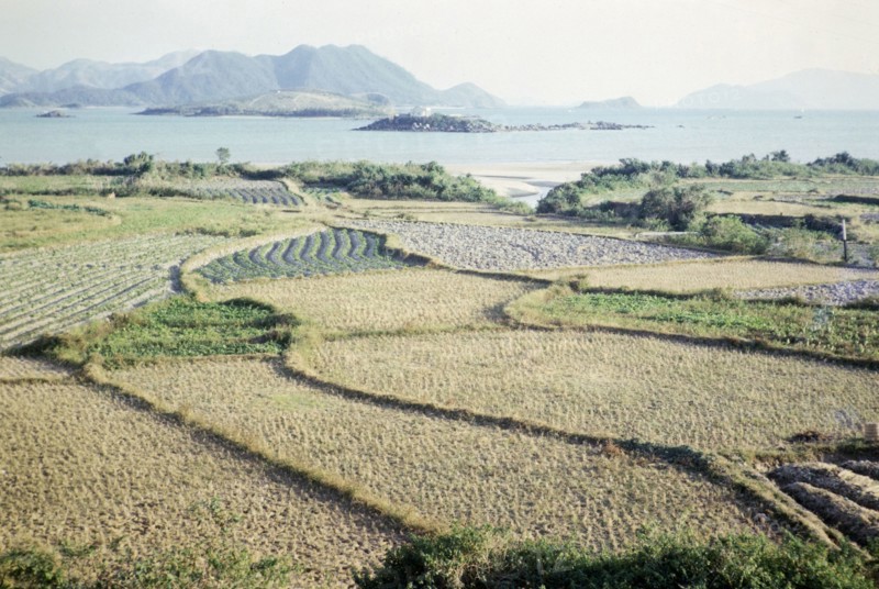 Rice paddy fields and vegetables growing on farmland, Pak Choy, Sai Kung, New Territories, Hong Kong, Asia 1965.