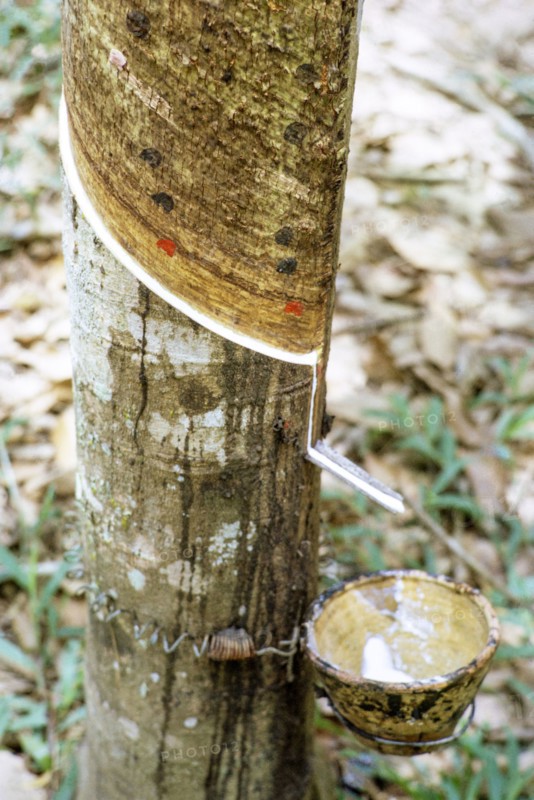 Rubber tree latex dripping down groove cut into tree trunk into collecting cup, Malaysia, south east Asia, 1964.