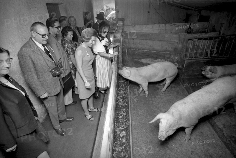 Swiss expatriate meeting, pig-breeding in Durrenasch, 1970