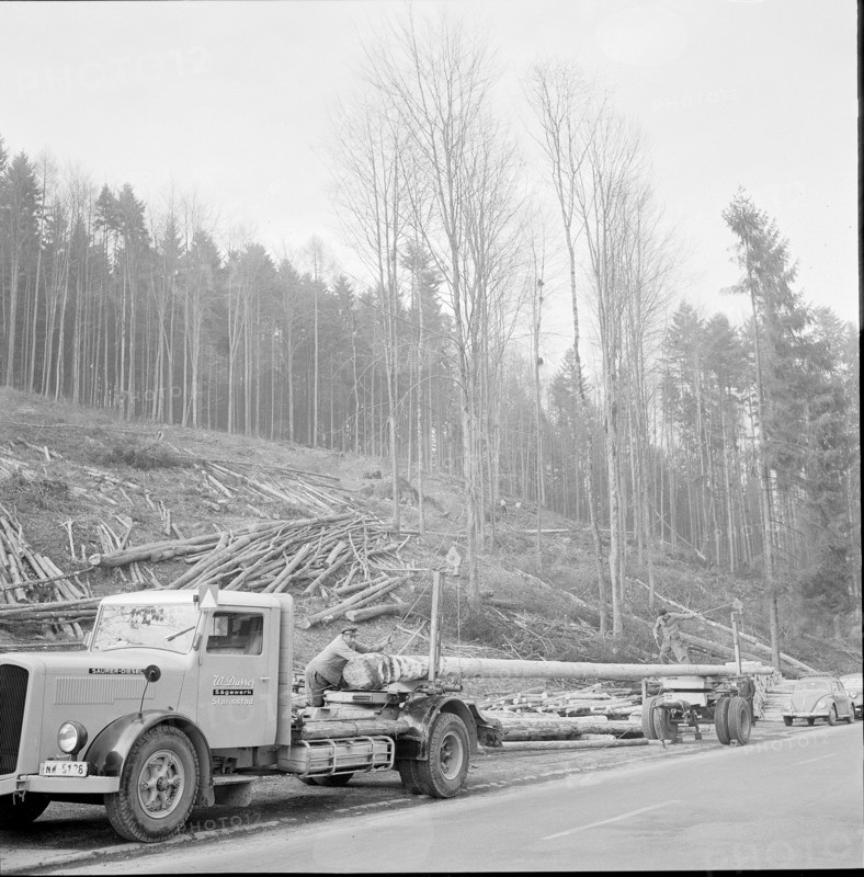 Derforesting to allow road construction: forest Haltiwald NW, 1959