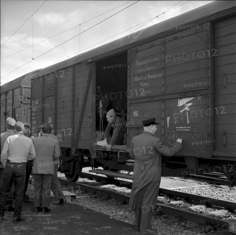 Circus Knie, Customs Check in Schaffhausen 1957