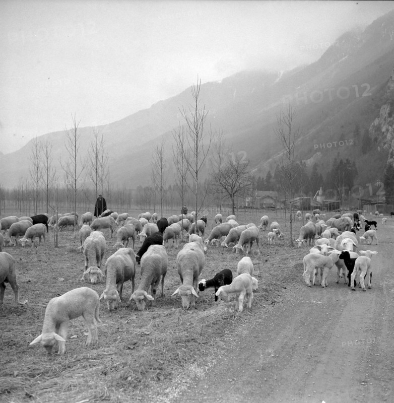 Christmas Eve 1957: shepherd Bartholomeo Baietto, Vionnaz
