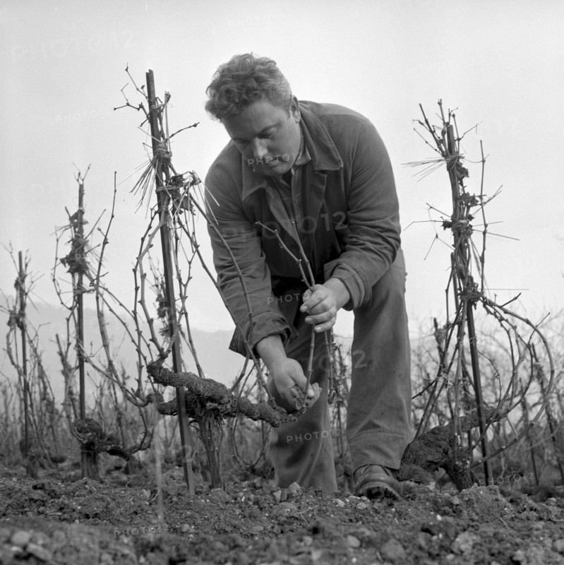 Christmas Eve 1957: Winegrower Claude Ponnanz works in the vineyard