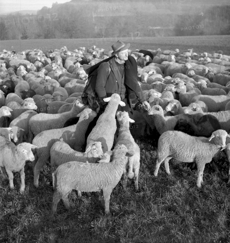 Christmas Eve 1953: Flock of sheep with shepherd