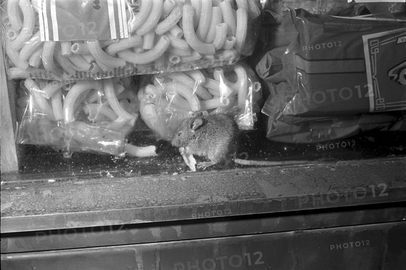 Mice in the window of Denner in Zurich Altstetten 1968