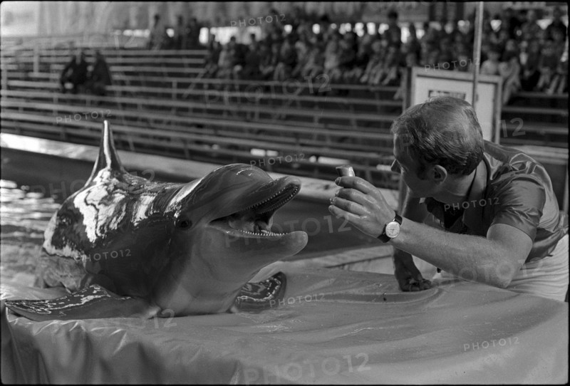 Dolphin training 1970