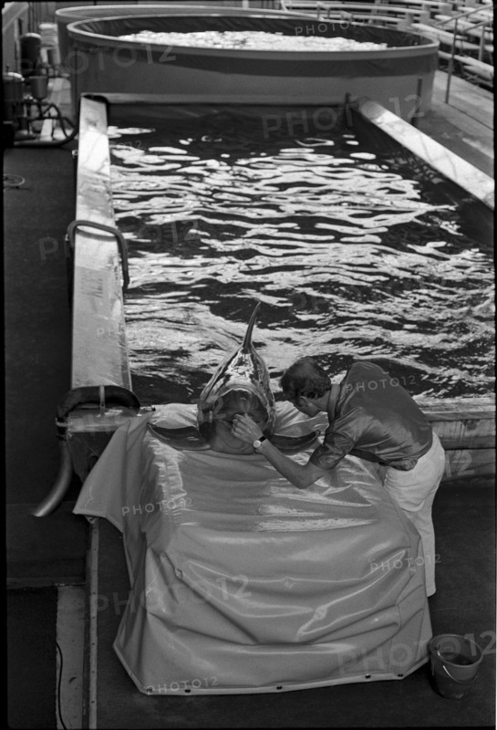 Dolphin training 1970