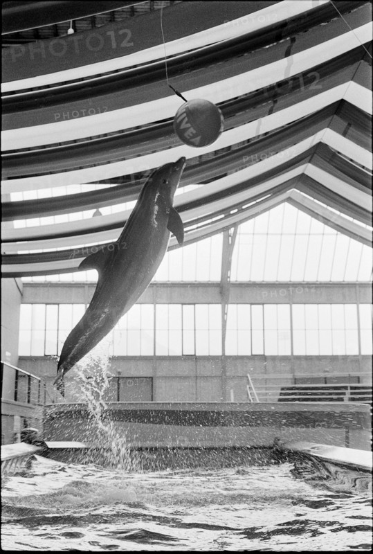 Dolphin training 1970