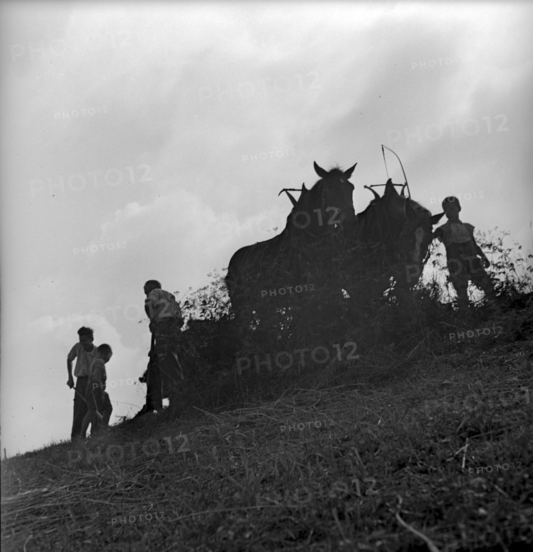 Swiss boy scouts helping in the country 1939