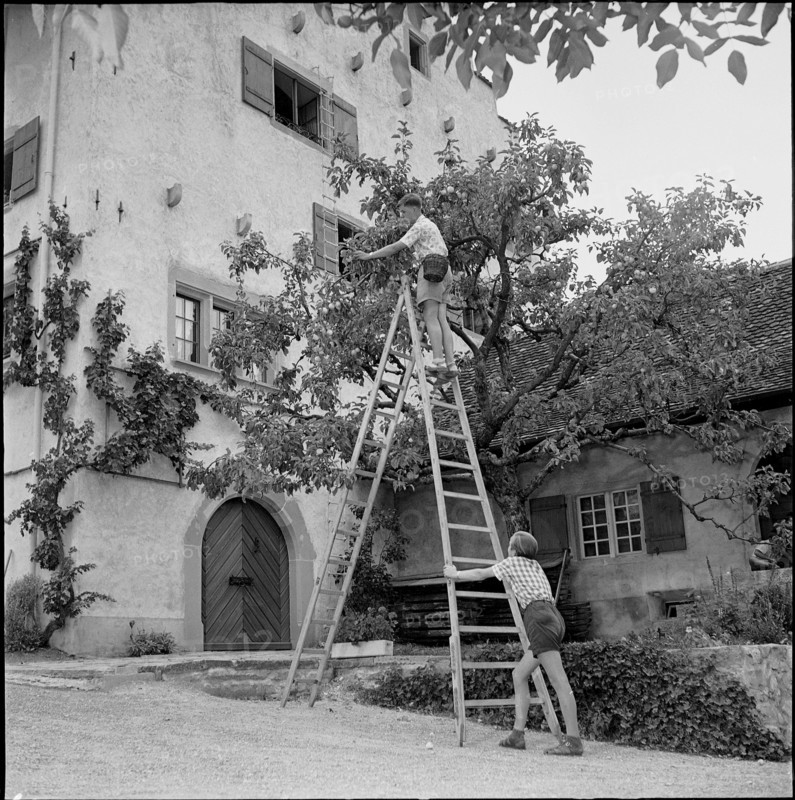 Boy picking cherries, Richterswil 1952