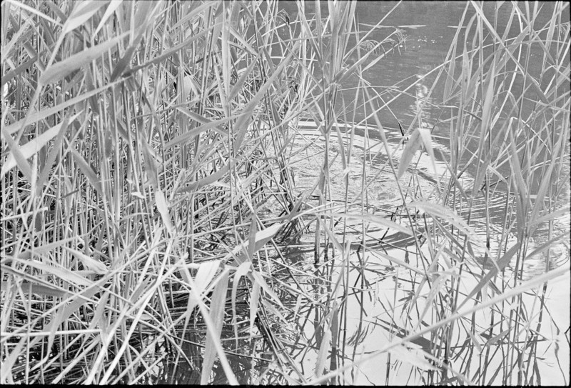 Reeds, 1970