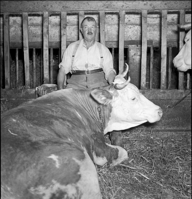 Farmer and cow in Bourgeaud VD 1950