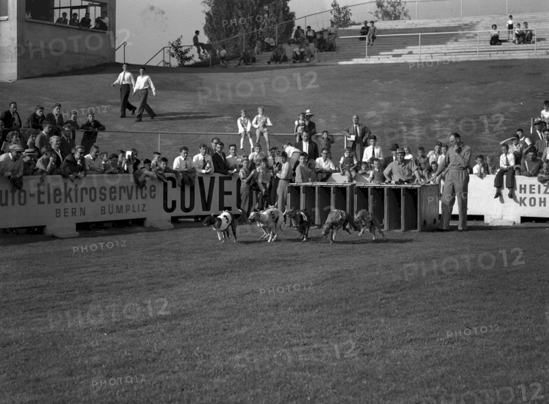 International grayhound Racing, Berne 1955