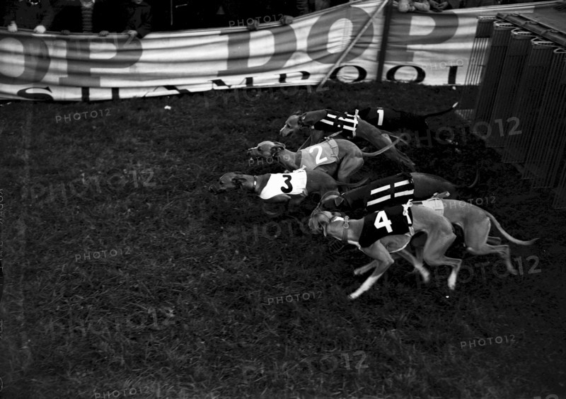 Greyhound racing in Glattbrugg 1953: Greyhound males on 400m