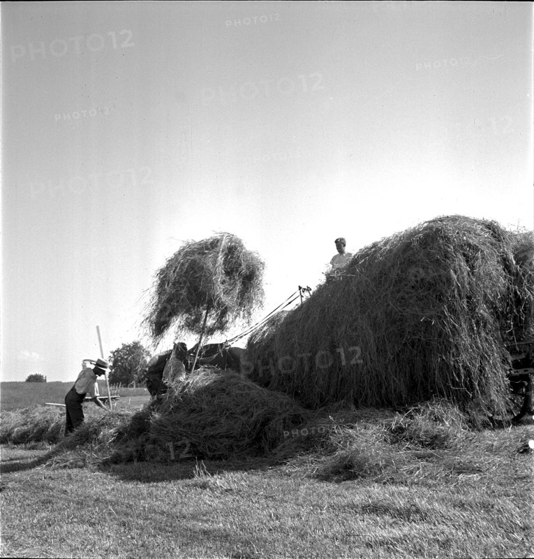 Farmers harvesting hay, Hagenwil 1944