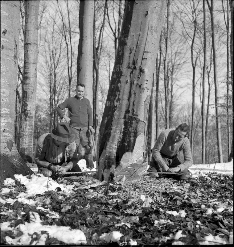 Course for lumberjack, Strickhgof Zurich 1941