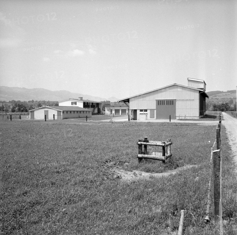 Doggen 7' at Linthebene vor Benken 1957