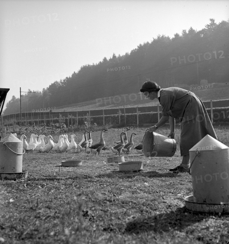 School for chicken farming, Zollikofen 1945