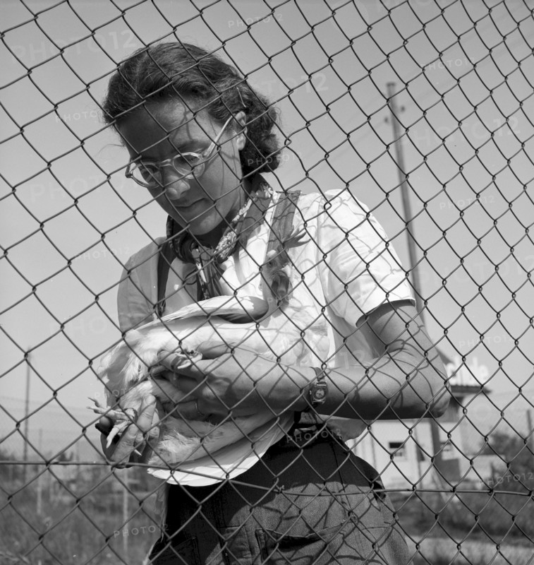 School for chicken farming, Zollikofen 1945